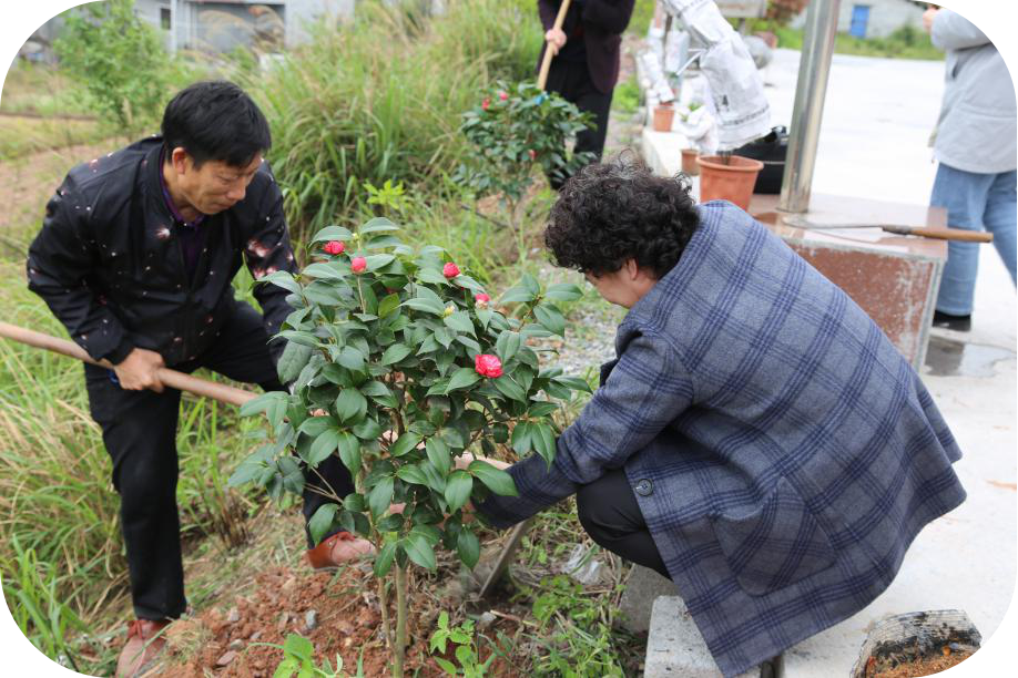 州残联植树栽花走进扶贫村——麻铺村(图2)